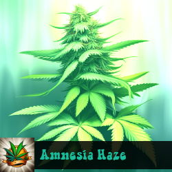 Amnesia Haze Marijuana Seeds