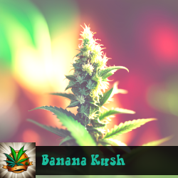 Banana Kush Marijuana Seeds