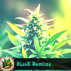 Black Domina Marijuana Seeds