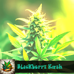 Blackberry Kush Marijuana Seeds