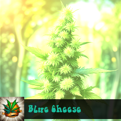 Blue Cheese Marijuana Seeds