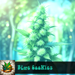 Blue Cookies Marijuana Seeds