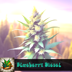 Blueberry Diesel Seeds For Sale