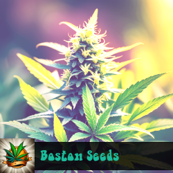 Boston Marijuana Seeds