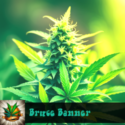 Bruce Banner Marijuana Seeds