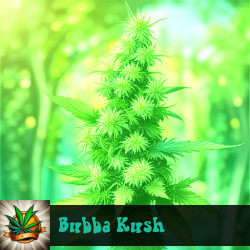 Bubba Kush Marijuana Seeds
