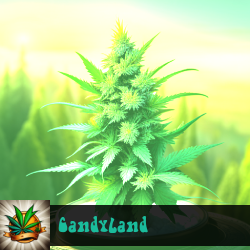 Candyland Marijuana Seeds