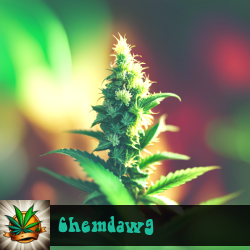 Chemdawg Marijuana Seeds