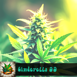 Cinderella 99 Marijuana Seeds
