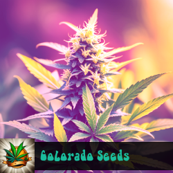 Colorado Marijuana Seeds