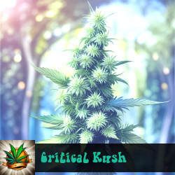 Critical Kush Marijuana Seeds
