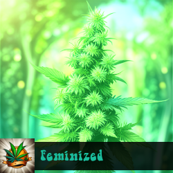 Feminized Marijuana Seeds