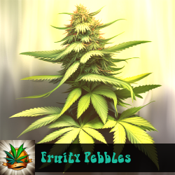 Fruity Pebbles Marijuana Seeds