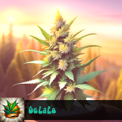 Gelato Marijuana Seeds
