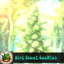 Girl Scout Cookies Seeds For Sale