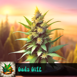 Gods Gift Seeds For Sale
