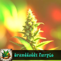 Granddaddy Purple Marijuana Seeds