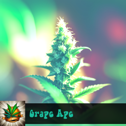 Grape Ape Seeds For Sale