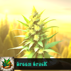 Green Crack Marijuana Seeds
