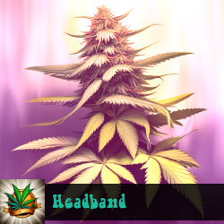 Headband Marijuana Seeds