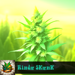 Hindu Skunk Marijuana Seeds