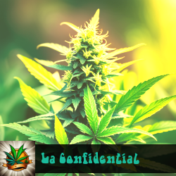 LA Confidential Marijuana Seeds