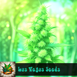 Las Vegas Marijuana Seeds