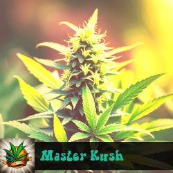 Master Kush Marijuana Seeds