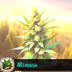 Mimosa Marijuana Seeds