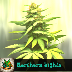 Northern Lights Marijuana Seeds