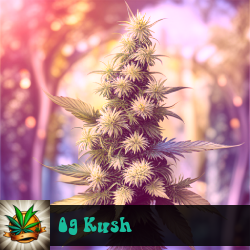 OG Kush Marijuana Seeds