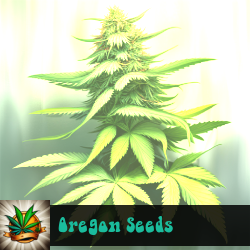 Oregon Marijuana Seeds