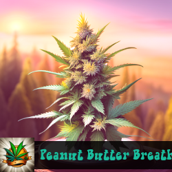 Peanut Butter Breath Marijuana Seeds