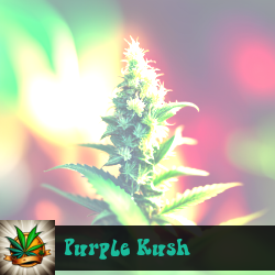 Purple Kush Seeds For Sale