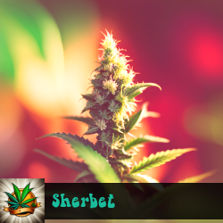 Sherbet Marijuana Seeds