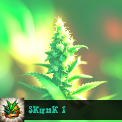 Skunk 1 Marijuana Seeds