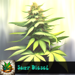 Sour Diesel Marijuana Seeds