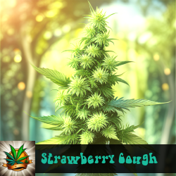 Strawberry Cough Marijuana Seeds