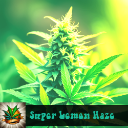 Super Lemon Haze Marijuana Seeds