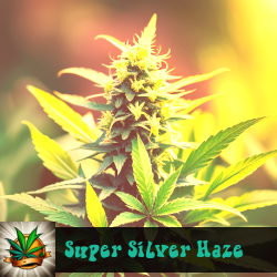 Super Silver Haze Marijuana Seeds