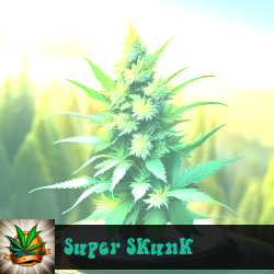 Super Skunk Marijuana Seeds