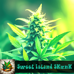 Sweet Island Skunk Marijuana Seeds