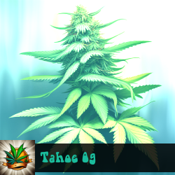 Tahoe OG Marijuana Seeds