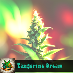 Tangerine Dream Seeds For Sale