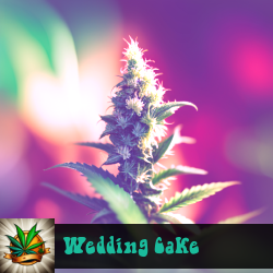 Wedding Cake Marijuana Seeds
