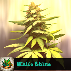 White Rhino Marijuana Seeds