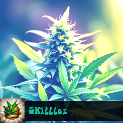 Zkittlez Marijuana Seeds